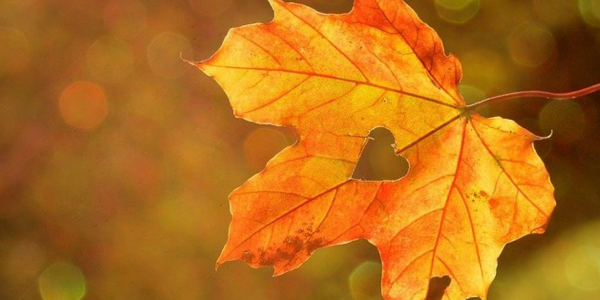 ¿A qué huele el otoño? Los mejores aromas